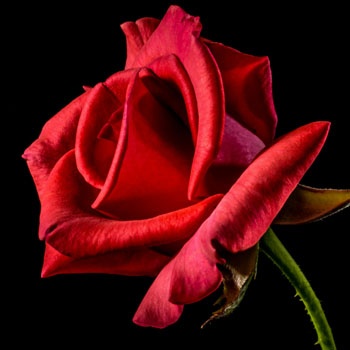 rosa_roja-350x350 rosa_roja-350x350