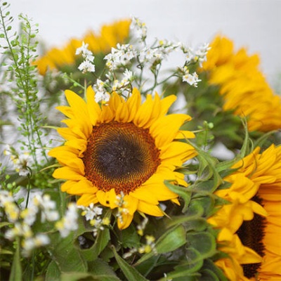 ramo-de-girasoles-430x430-45529-1 ramo-de-girasoles-430x430-45529-1