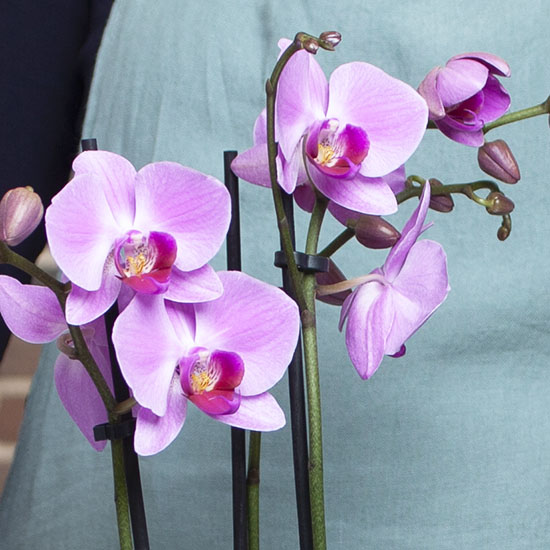 Orchidée phaleanopsis