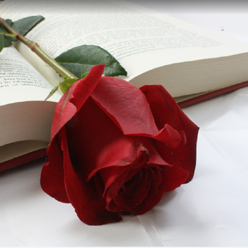 Rosas Rojas para celebrar Sant Jordi | Aquarelle