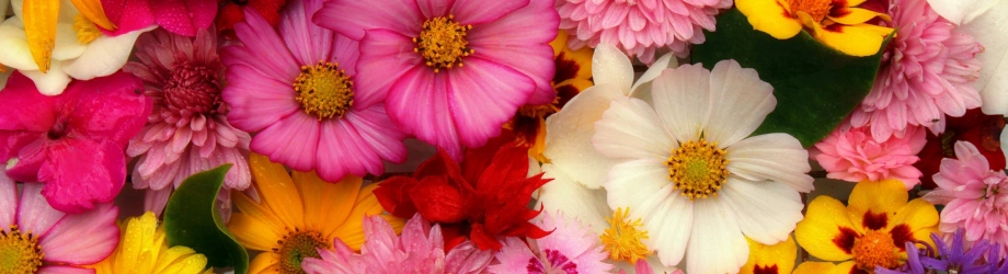 banner_flores_varias_920x250