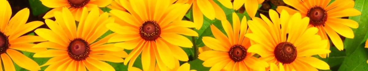 flores-amarillas-21-sep-blg4 flores-amarillas-21-sep-blg4