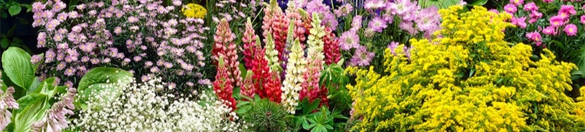 astilbe-en-jardin-400x400 astilbe-en-jardin-400x400