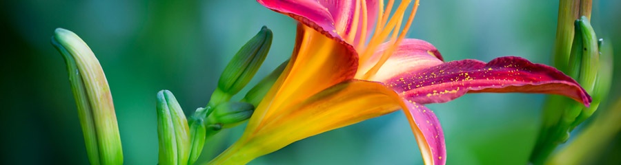 banner_mudanza_900x240 banner_mudanza_900x240