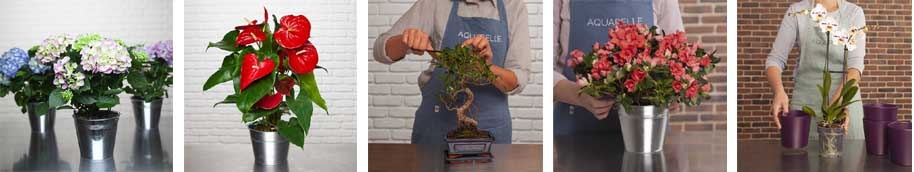 varios-plantas-914x172 varios-plantas-914x172