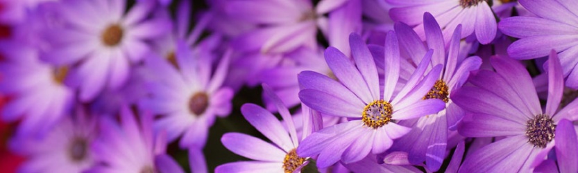 banner_moradas_900x270 banner_moradas_900x270