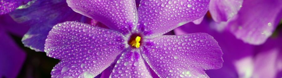 banner-violeta-yell-900x249 banner-violeta-yell-900x249