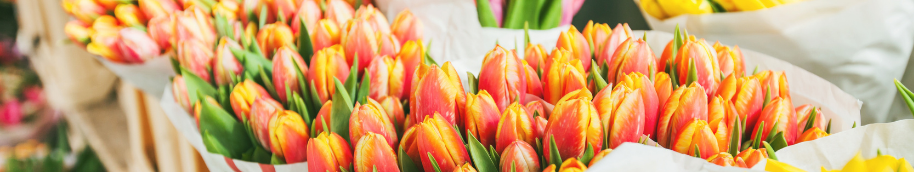 tulipanes_de_colores tulipanes_de_colores