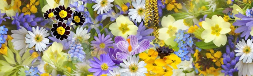 banner_flores_variadas_900x270 banner_flores_variadas_900x270