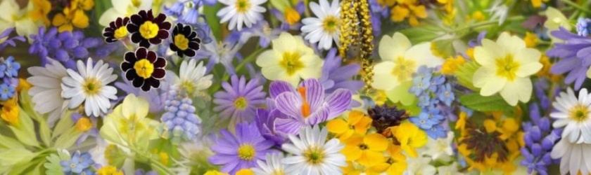 banner_flores_variadas_900x270 banner_flores_variadas_900x270