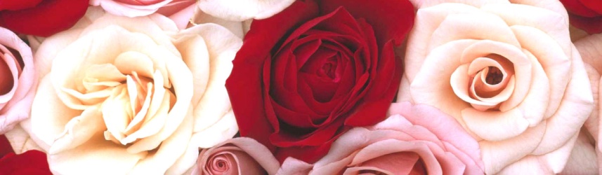 rosas_1200x350 rosas_1200x350