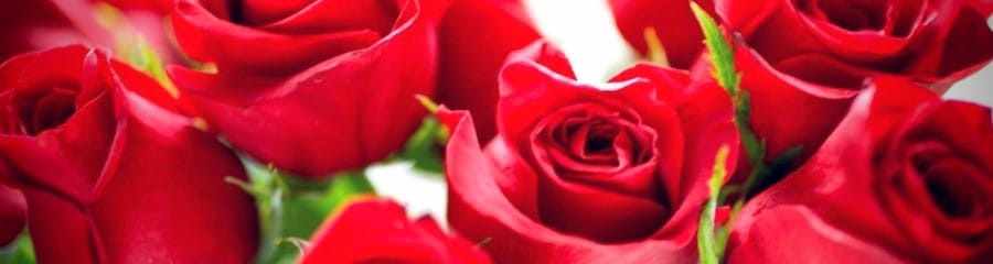 banner_rosas_rojas_perdon_900x240 banner_rosas_rojas_perdon_900x240