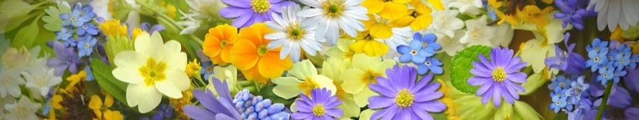 banner_flores-914x172 banner_flores-914x172