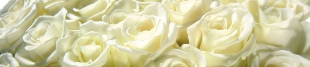 rosas-blancas-banner-1000x217