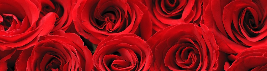 banner_rosas_rojas_900x240 banner_rosas_rojas_900x240