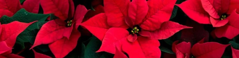 flor-de-navidad-banner flor-de-navidad-banner