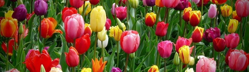 tulipanes_1200x350 tulipanes_1200x350