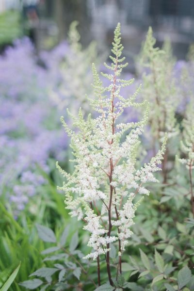 astilbe-en-campo-400x600 astilbe-en-campo-400x600