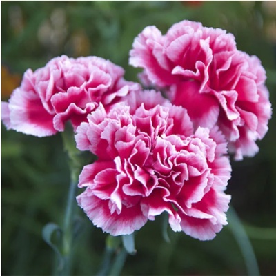 claveles-440x440 claveles-440x440