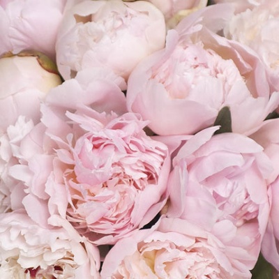 peonias-rosas-430x430 peonias-rosas-430x430