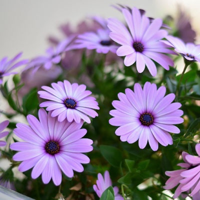 margaritas_lila_400x400 margaritas_lila_400x400