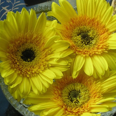 gerberas_3_amarillas gerberas_3_amarillas