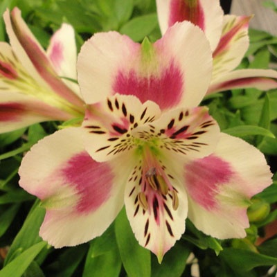 astromelia_exclusiva_400x400 astromelia_exclusiva_400x400