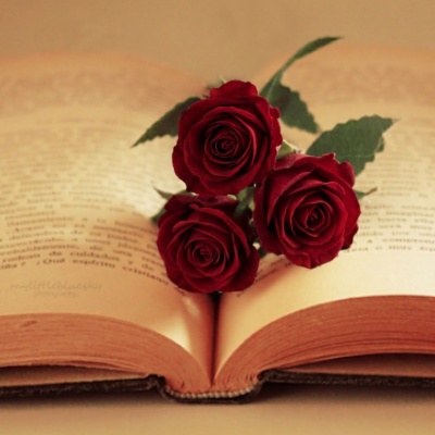 Tres rosas rojas intensas colocadas en el centro de un libro antiguo abierto con tono sepia. Rosas rojas sobre un libro abierto