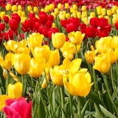Festivales de flores en España