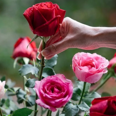 Cambio de agua para mantener rosas Cómo cambiar el agua a las rosas