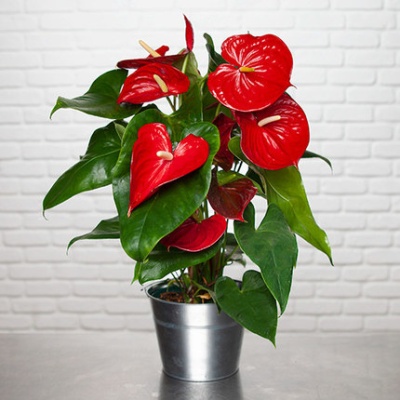 anthurium-rojo-430x430 anthurium-rojo-430x430