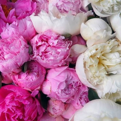 peonias-rosas-y-blancas-400x400 peonias-rosas-y-blancas-400x400