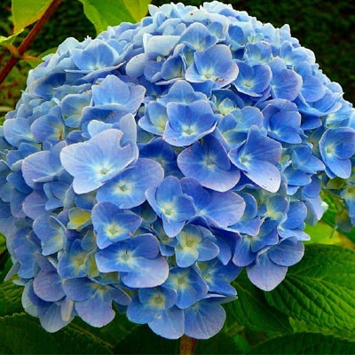 hortenias_azules_400x400 hortenias_azules_400x400