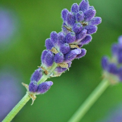 lavanda_400x400 lavanda_400x400