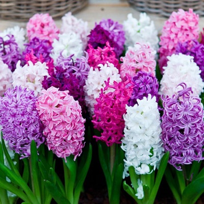 jacintos_colores_400x400 jacintos_colores_400x400