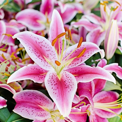 azucenas_400x400 azucenas_400x400