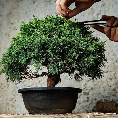 dia_del_padre_bonsai_cuidado dia_del_padre_bonsai_cuidado