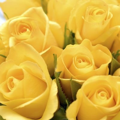 rosas-amarillas-blg4-400x400 rosas-amarillas-blg4-400x400