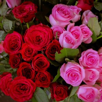 rosas-pilar-2-colores-400x400