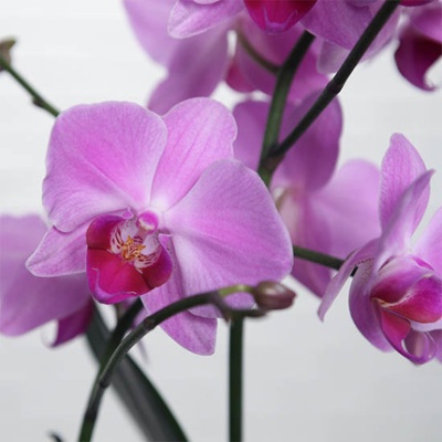 orquidea-violeta-430x430 orquidea-violeta-430x430