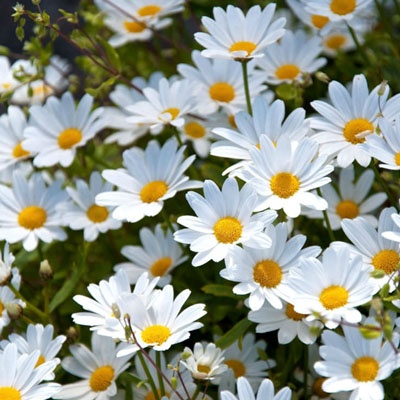 margaritas_jardin_400x400 margaritas_jardin_400x400