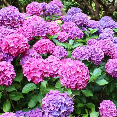 hortenias_azul_rosas_400x400 hortenias_azul_rosas_400x400