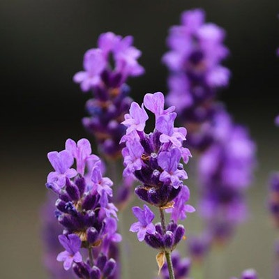 lavanda_aromarica_400x400 lavanda_aromarica_400x400