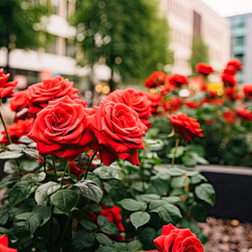 san-jordi-calles san-jordi-calles
