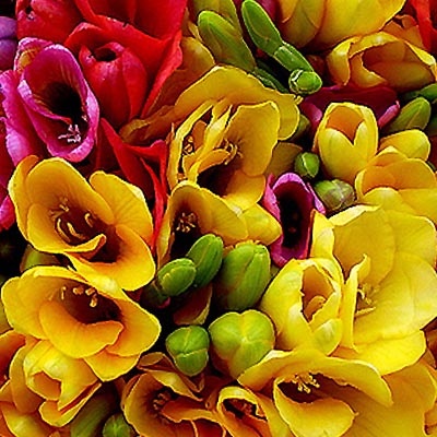 fresias_colores_400x400 fresias_colores_400x400