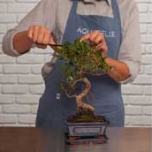 varios-plantas-914x172 varios-plantas-914x172