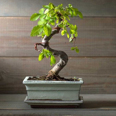 bonsai_dia_padre_maceta_rectangular bonsai_dia_padre_maceta_rectangular