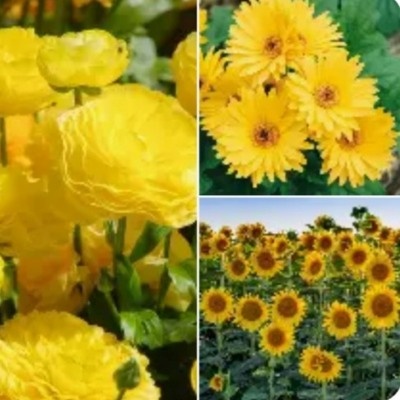 flores-amarillas-varias-400x400 flores-amarillas-varias-400x400