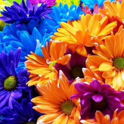 margaritas-colores-400x400 margaritas-colores-400x400