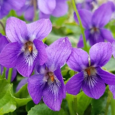 violetas-400x400 violetas-400x400